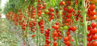 Caratteristiche e descrizione della varietà di pomodoro Money bag, la sua resa