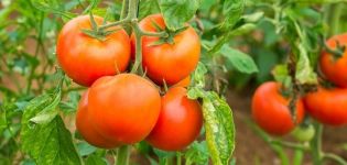 Opis odrody paradajok GS-12 f1, jej vlastnosti a výnos