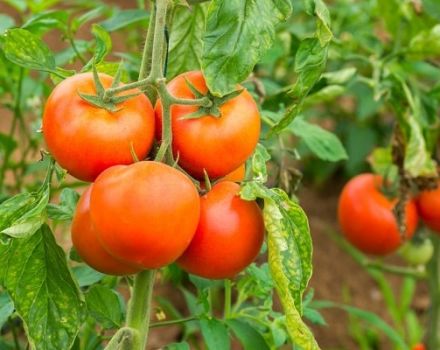 Beskrivning av tomatsorten GS-12 f1, dess egenskaper och utbyte