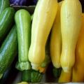 Descrizione delle varietà di zucchine, loro coltivazione, semina e cura