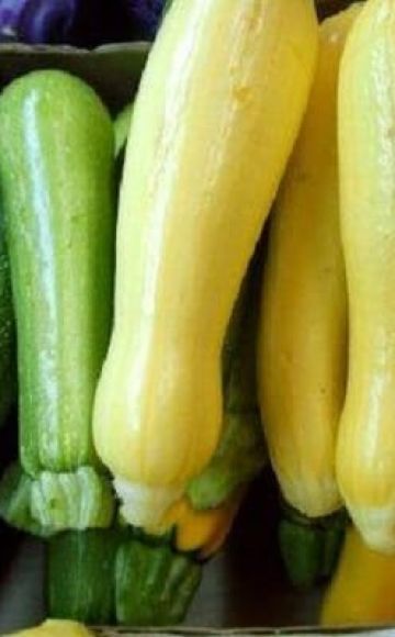 Descrizione delle varietà di zucchine, loro coltivazione, semina e cura