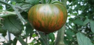 Description de la variété de tomate Gros sanglier rayé, ses caractéristiques et son rendement