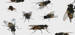 Hur man kan bli av med flugor i en grisig och de bästa insektsetningarna
