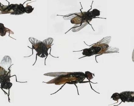 Come sbarazzarsi delle mosche in un porcile e dei migliori attacchi di insetti