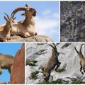 A hegyi kecskék fajtái és nevei, hogyan néznek ki és hol élnek