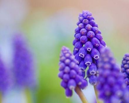 20 najboljih vrsta višegodišnjih cvjetova za ljetne vikendice: bez održavanja, velike i dugocvatne
