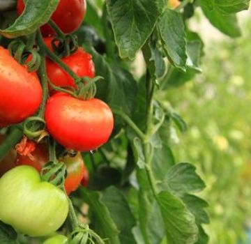 Popis a vlastnosti odrůdy rajčat Peremoga