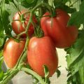 Χαρακτηριστικά και περιγραφή της ποικιλίας ντομάτας Rio grande, η απόδοσή της