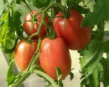 Caracteristicile și descrierea soiului de tomate Rio grande, randamentul său