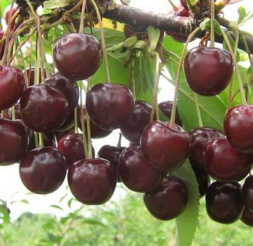 When ripens and how to pick cherries correctly, especially varieties and regions