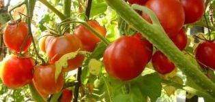 Beskrivning av tomatsorten Charada, dess egenskaper och produktivitet