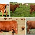 Опис и карактеристике црвених степских крава, њихов садржај
