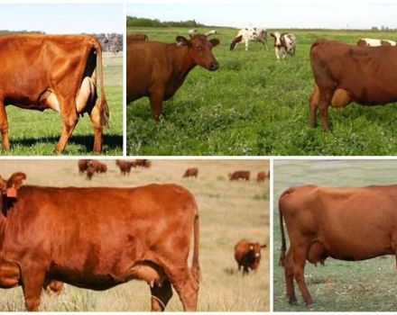 Опис и карактеристике крава пасмине црвене степе, њихов садржај