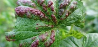 Description of diseases and pests of currants, treatment and control of them
