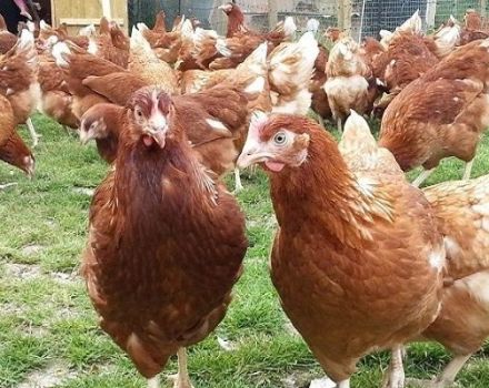 Descrizione e caratteristiche della razza di polli Rhodonite, sottigliezze di conservazione e allevamento