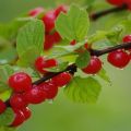 Description of varieties of felt cherries, planting and care, propagation by cuttings and pruning