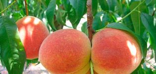 Hur man tar hand om persikor på sommaren, hösten och våren under mognad och frukt