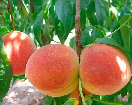 Kā rūpēties par persikiem vasarā, rudenī un pavasarī nogatavošanās un augļu laikā