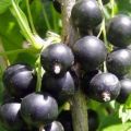 Characteristics and description of the currant variety Dachnitsa, planting and care features