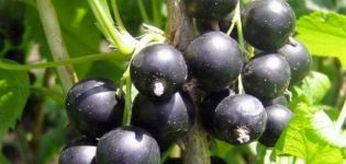 Caractéristiques et description de la variété de cassis Dachnitsa, caractéristiques de plantation et d'entretien
