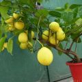Pavlovska citrona apraksts, stādīšana un kopšana mājās