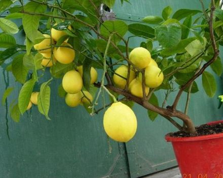 Opis Pavlovskog limuna, sadnja i njega kod kuće