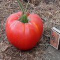 Pomidorų charakteristikos ir aprašymas Riebus vienuolis