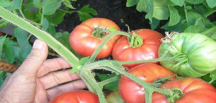 Beskrivning av Great Warrior-tomatsorten och dess egenskaper