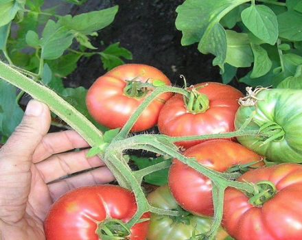 Great Warrior tomātu šķirnes un tās īpašību apraksts