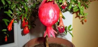 How can you grow a pomegranate from a stone and the rules of planting and care at home