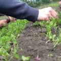 Hoe wortelen in de volle grond in de tuin goed uit te dunnen