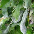 Las razones de la aparición de mildiú polvoriento en un manzano, cómo luchar y qué hacer para el tratamiento.