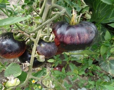 Beskrivning av variationen av tomat Amethyst juvel och dess egenskaper
