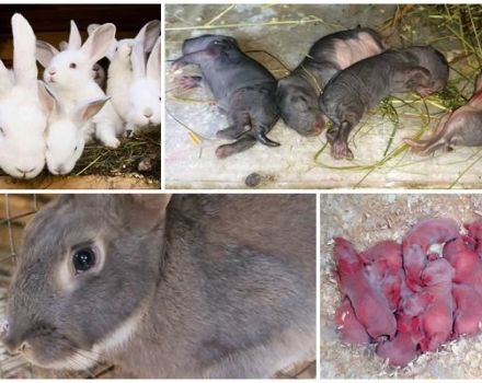 Waarom eet een vrouwelijk konijn haar baby's soms op en hoe voorkom je kannibalisme?