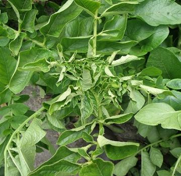 Why do potato leaves curl, what to do and how to treat?