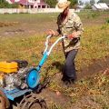Hur man gräver och skördar potatis med en bakomgående traktor