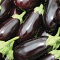 TOP 15 sorter av aubergine för ett växthus av polykarbonat, odling och skötsel, plantering av planteringar