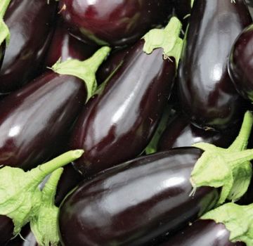 TOP 15 sorter af aubergine til et polycarbonat drivhus, dyrkning og pleje, plantning