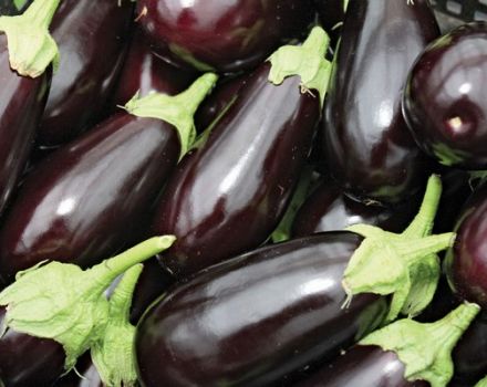 TOP 15 sorter av aubergine för ett växthus av polykarbonat, odling och skötsel, plantering av planteringar