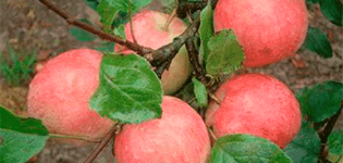Опис, карактеристике и подврсте стабла јабуке Услада, суптилности узгоја