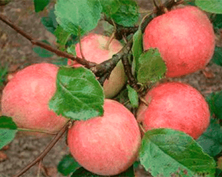 Beschreibung, Eigenschaften und Unterarten des Uslada-Apfelbaums, die Feinheiten des Wachstums