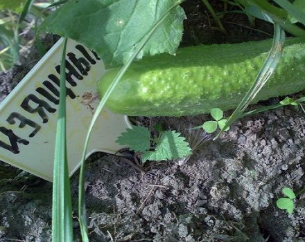 Description of the Graceful cucumber variety, its characteristics and cultivation