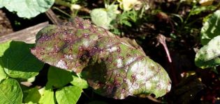 Ką daryti, jei burokėlių lapuose atsiranda rudų ar rudų dėmių, kaip gydyti