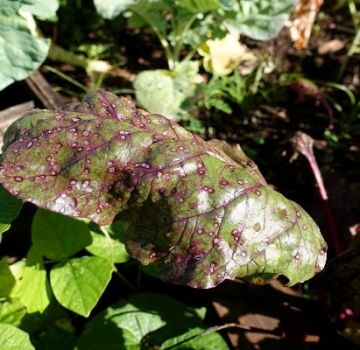 Apa yang perlu dilakukan jika bintik-bintik coklat atau coklat muncul pada daun bit, bagaimana merawatnya