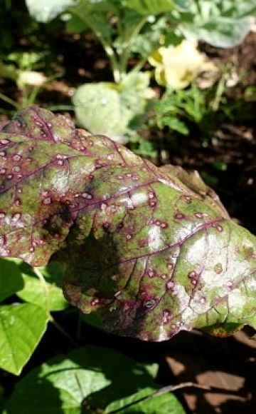 What to do if brown or brown spots appear on beet leaves, how to treat