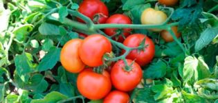 Katyusha pomidorų aprašymas ir savybės, jų auginimas