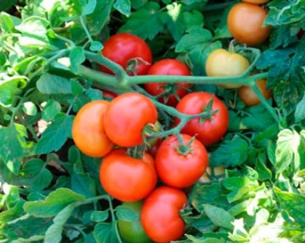 Beskrivning och egenskaper hos Katyusha tomat, dess odling