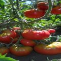 Pomidorų veislės Andreevsky staigmena ir aprašymas