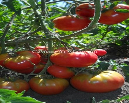 Pomidorų veislės Andreevsky staigmena ir aprašymas