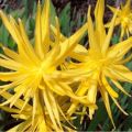 Narsiuslajikkeen Rip van Winkle kuvaus ja ominaisuudet, istutussäännöt ja hoito
